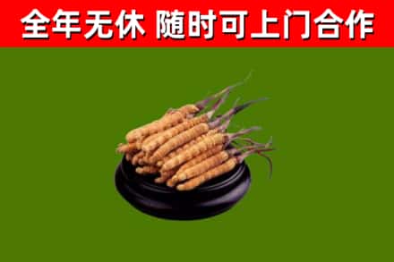莎车县烟酒回收冬虫夏草.jpg